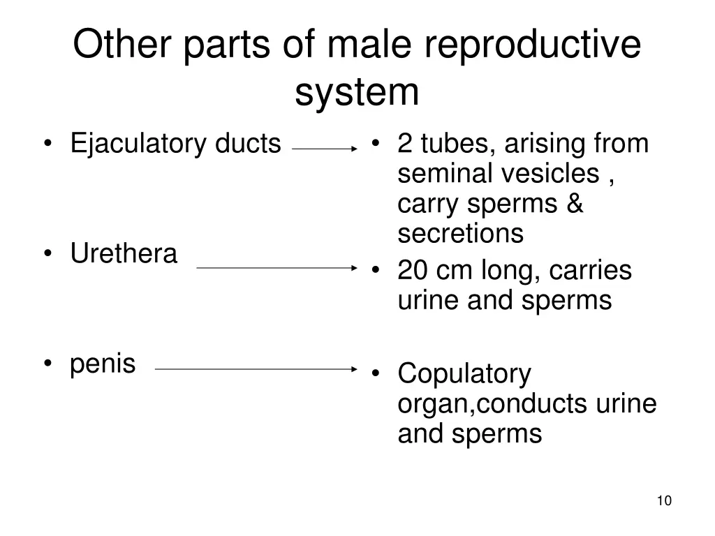 other parts of male reproductive system
