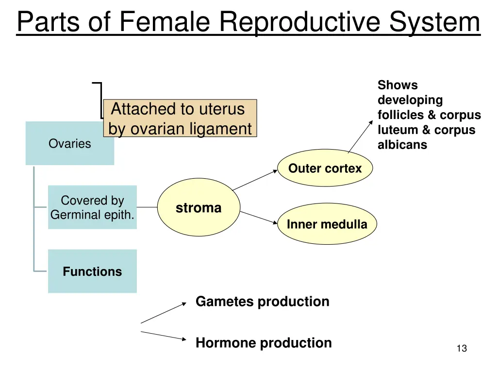parts of female reproductive system