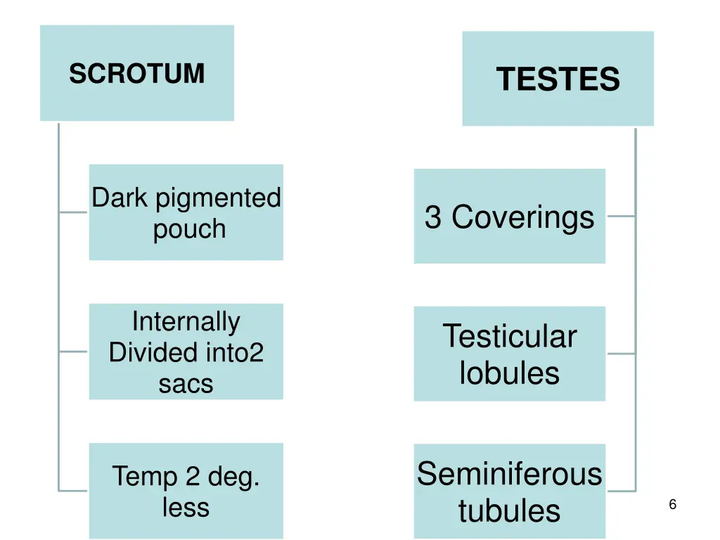 scrotum