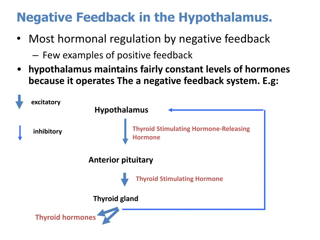 negative feedback in the hypothalamus