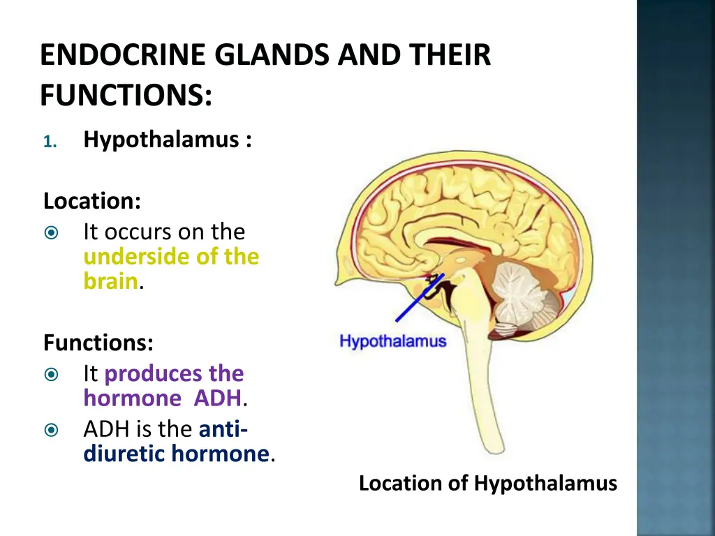 endocrine glands and their functions 1