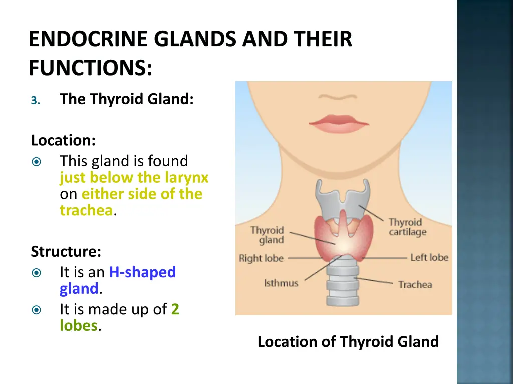 endocrine glands and their functions 16
