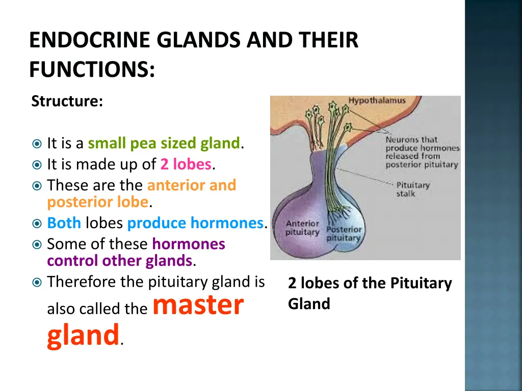 endocrine glands and their functions 6