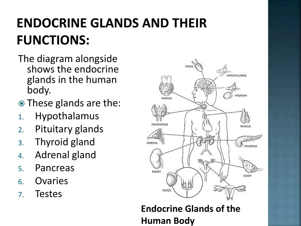 endocrine glands and their functions