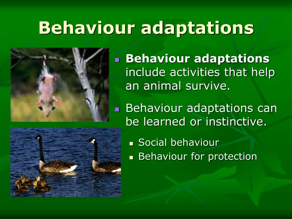 behaviour adaptations