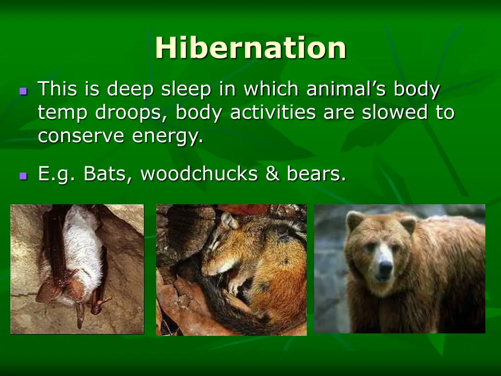 hibernation