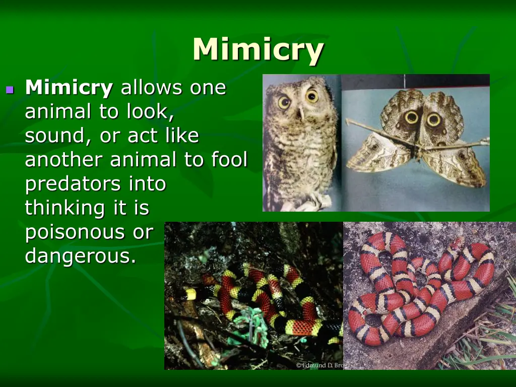 mimicry
