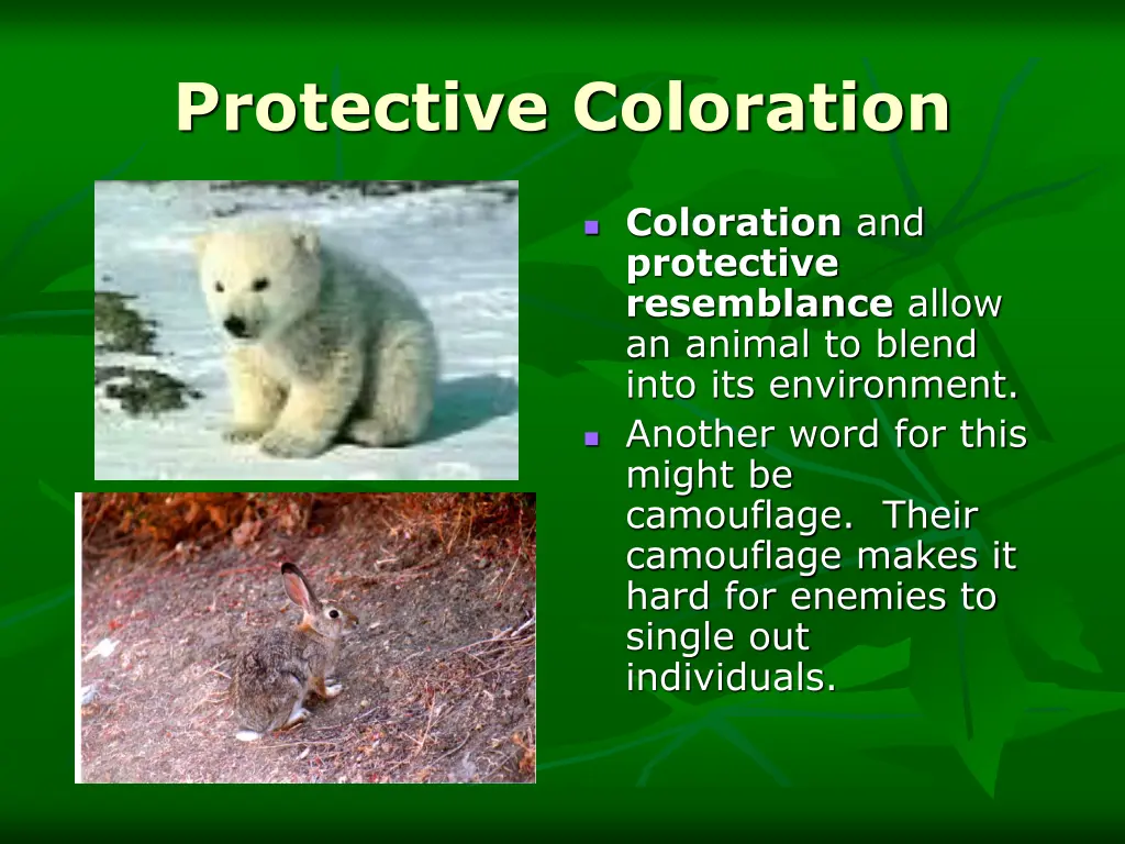 protective coloration