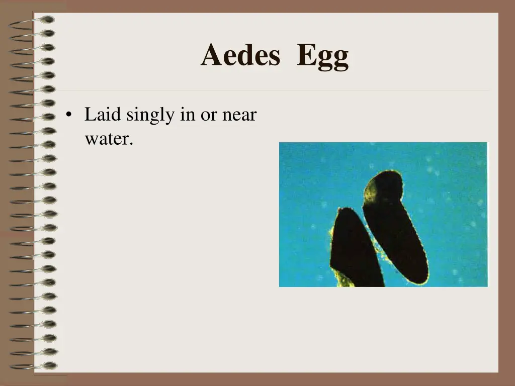 aedes egg