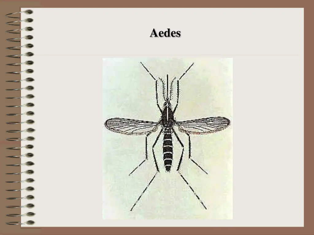 aedes
