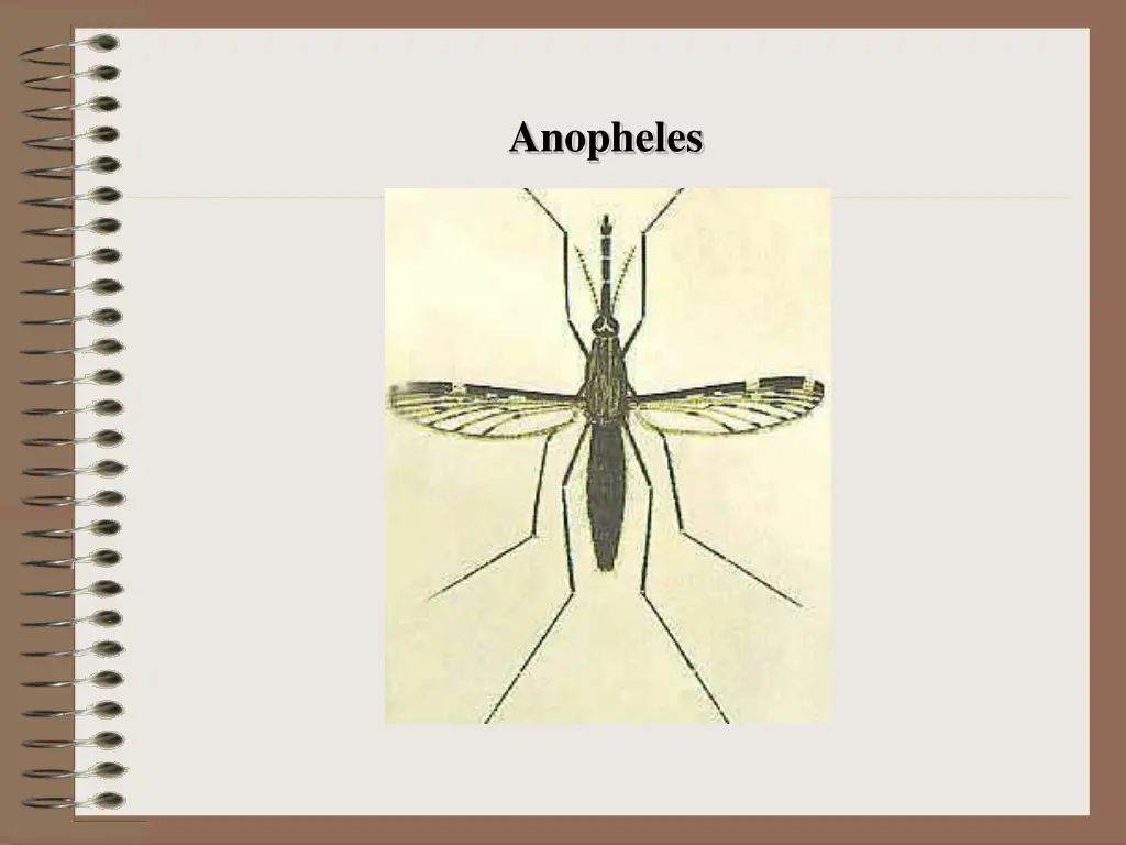 anopheles