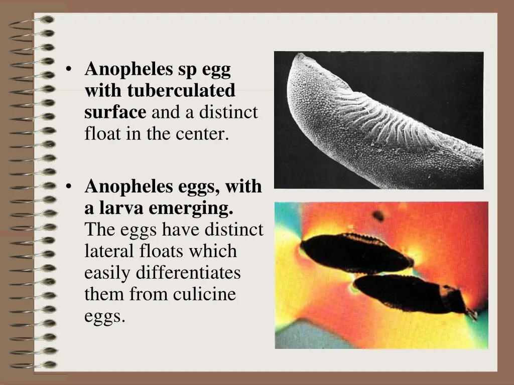anopheles sp egg with tuberculated surface