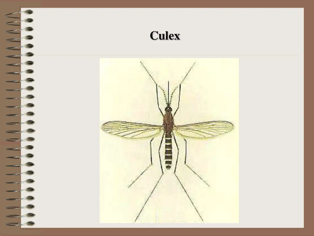 culex