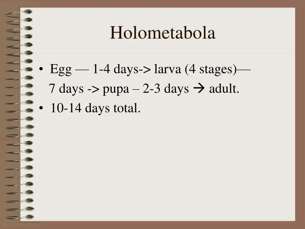 holometabola