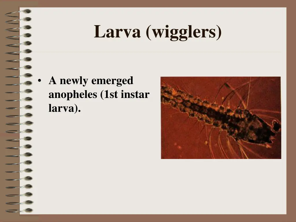 larva wigglers