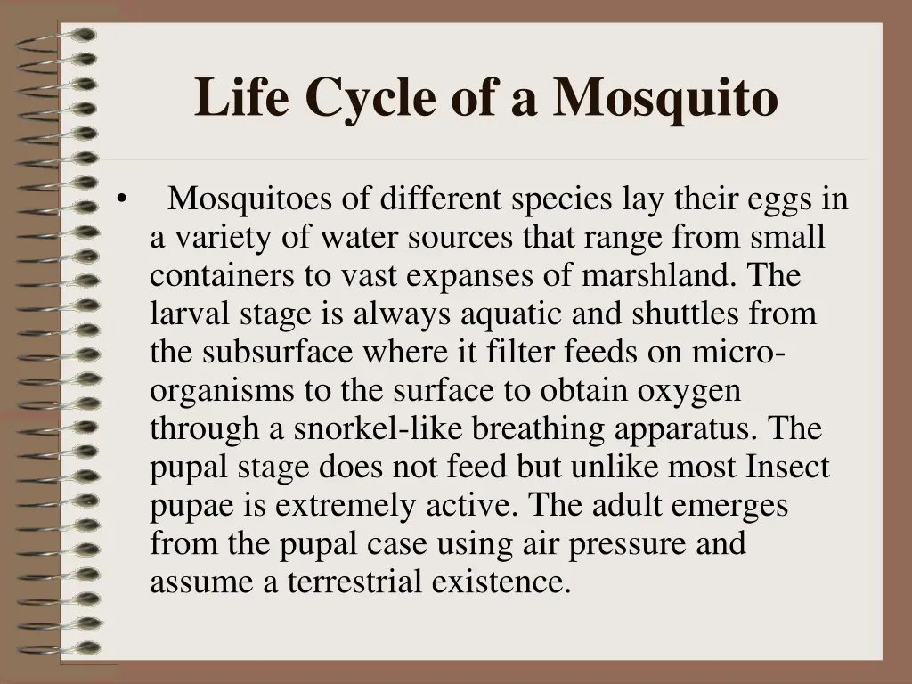 life cycle of a mosquito