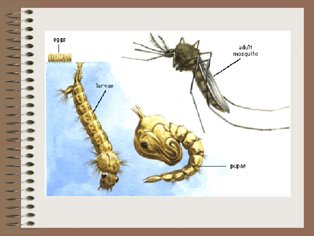 slide17