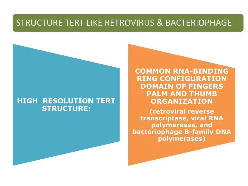 structure tert like retrovirus bacteriophage