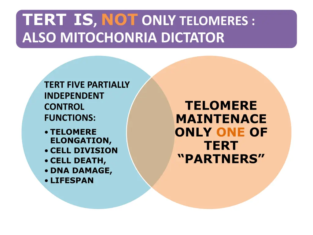tert is not only telomeres also mitochonria