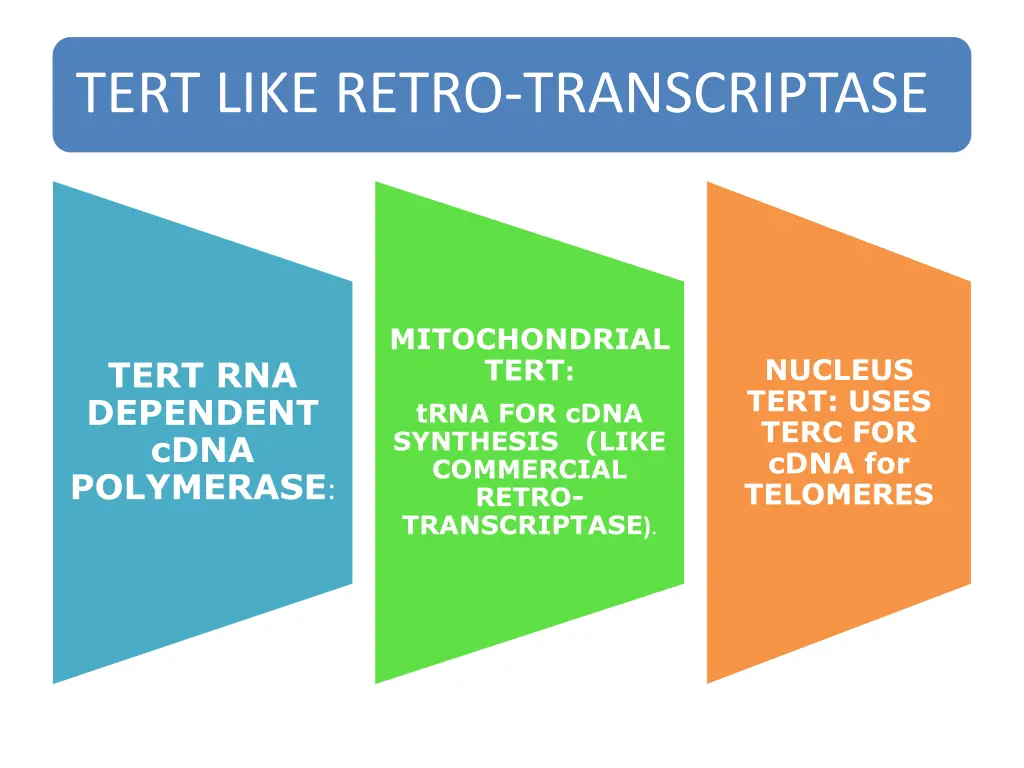 tert like retro transcriptase