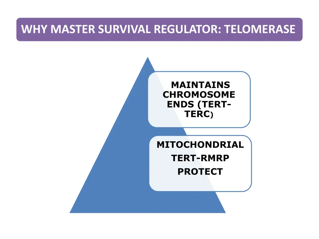 why master survival regulator telomerase