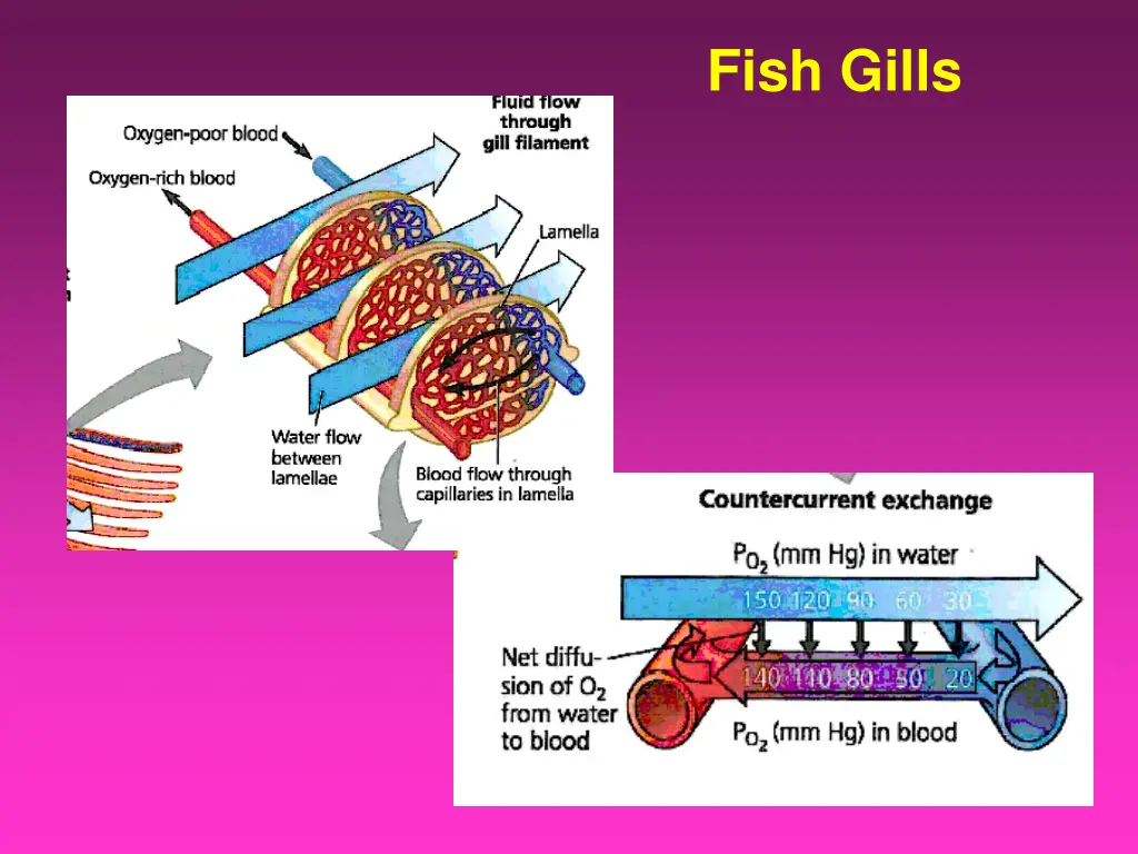 fish gills