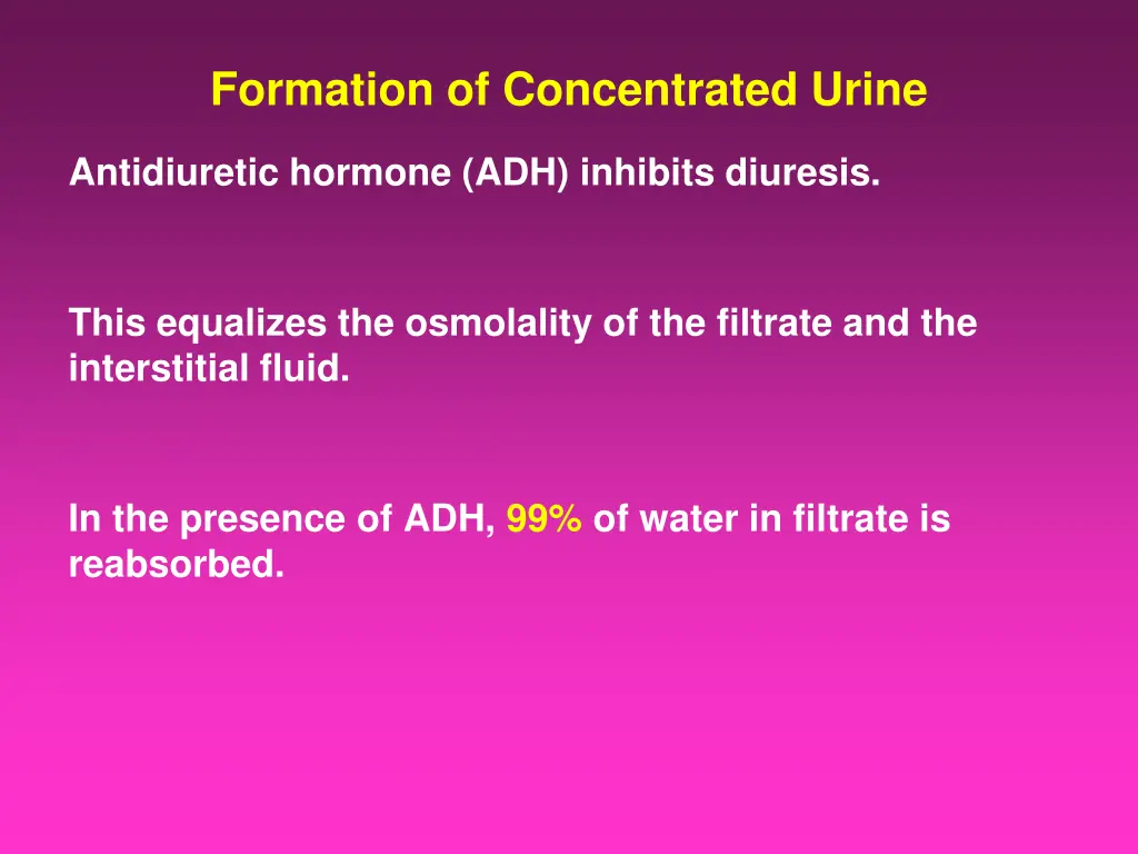 formation of concentrated urine