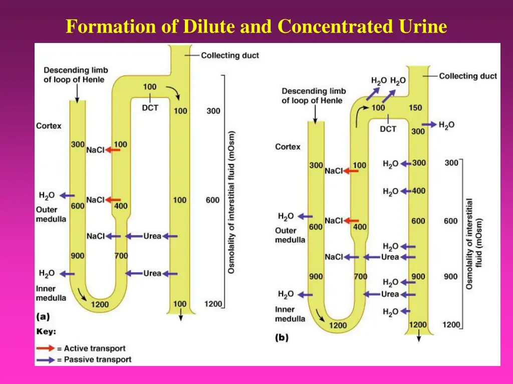formation of dilute and concentrated urine