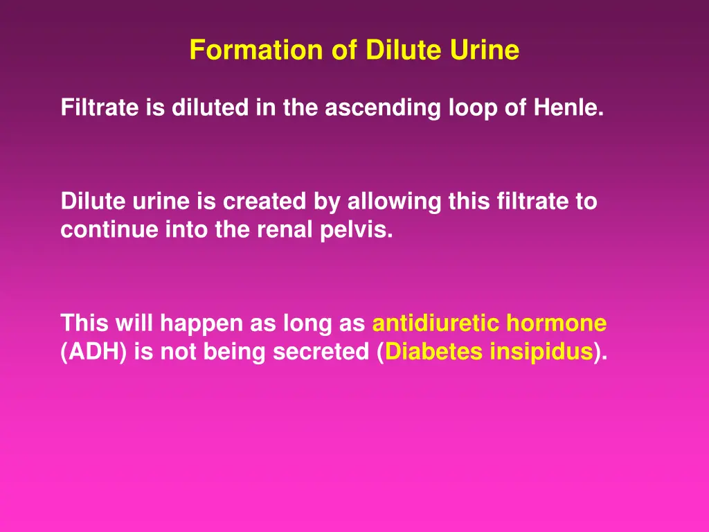 formation of dilute urine