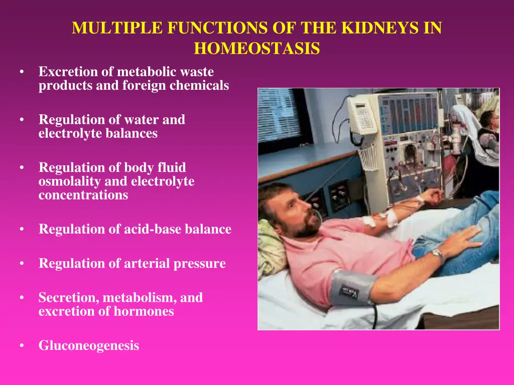 multiple functions of the kidneys in homeostasis