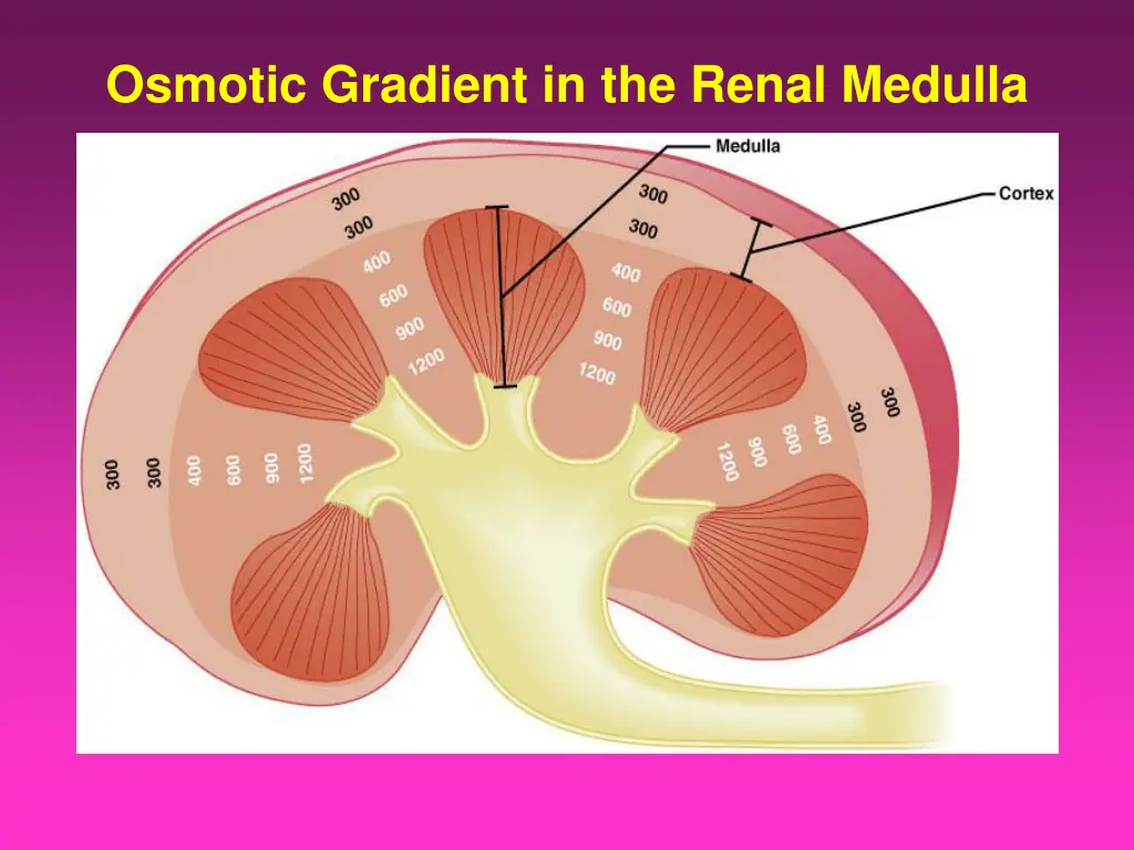 osmotic gradient in the renal medulla