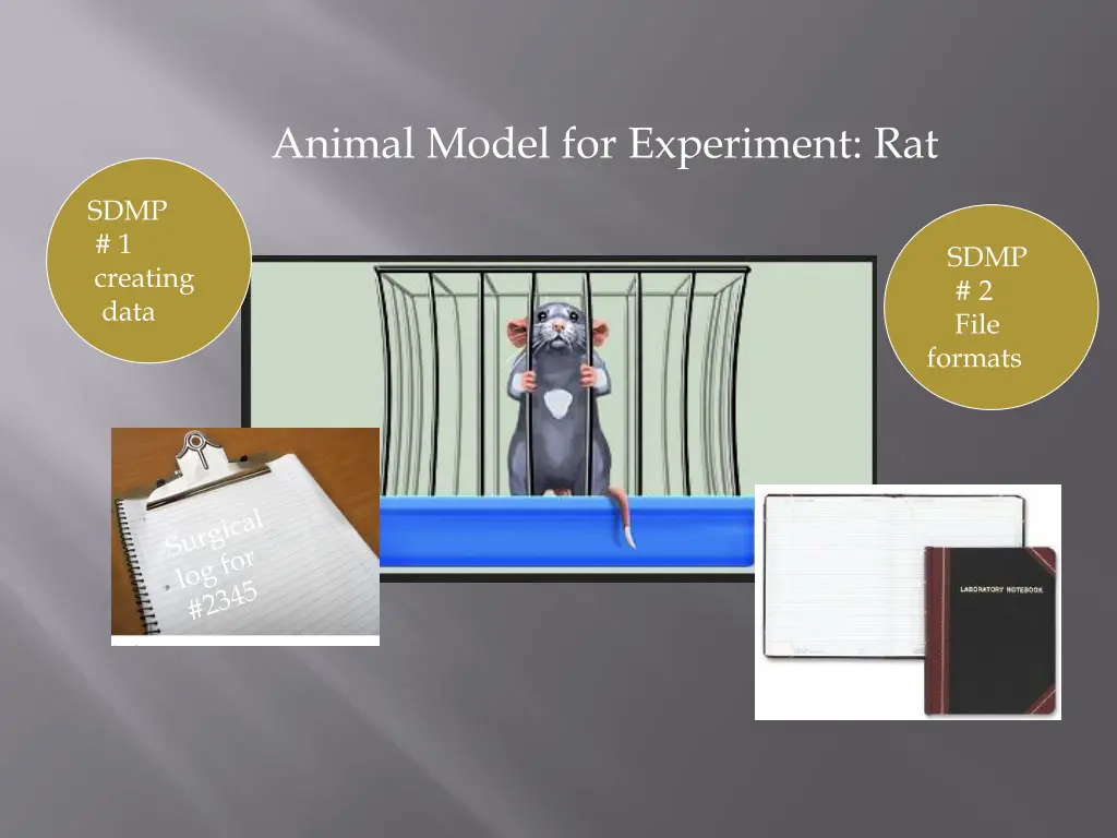 animal model for experiment rat