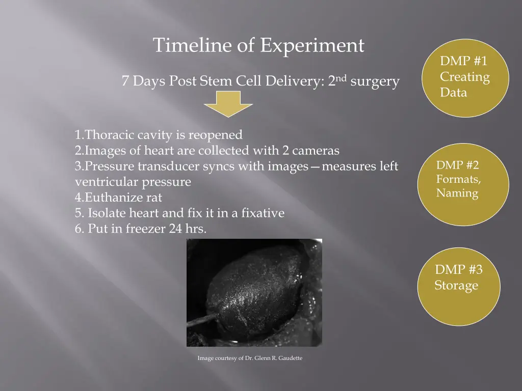 timeline of experiment 2