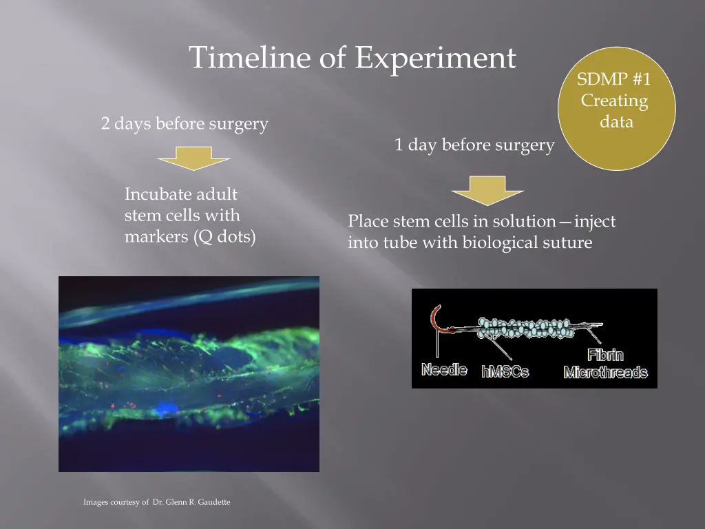 timeline of experiment