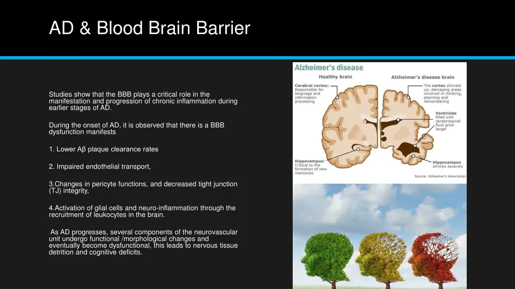 ad blood brain barrier