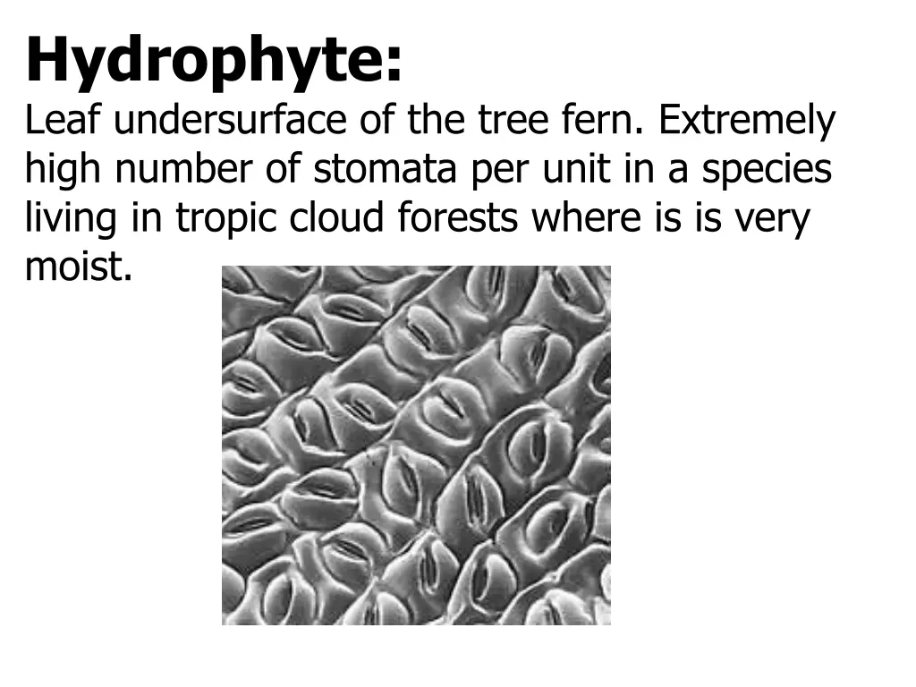 hydrophyte leaf undersurface of the tree fern