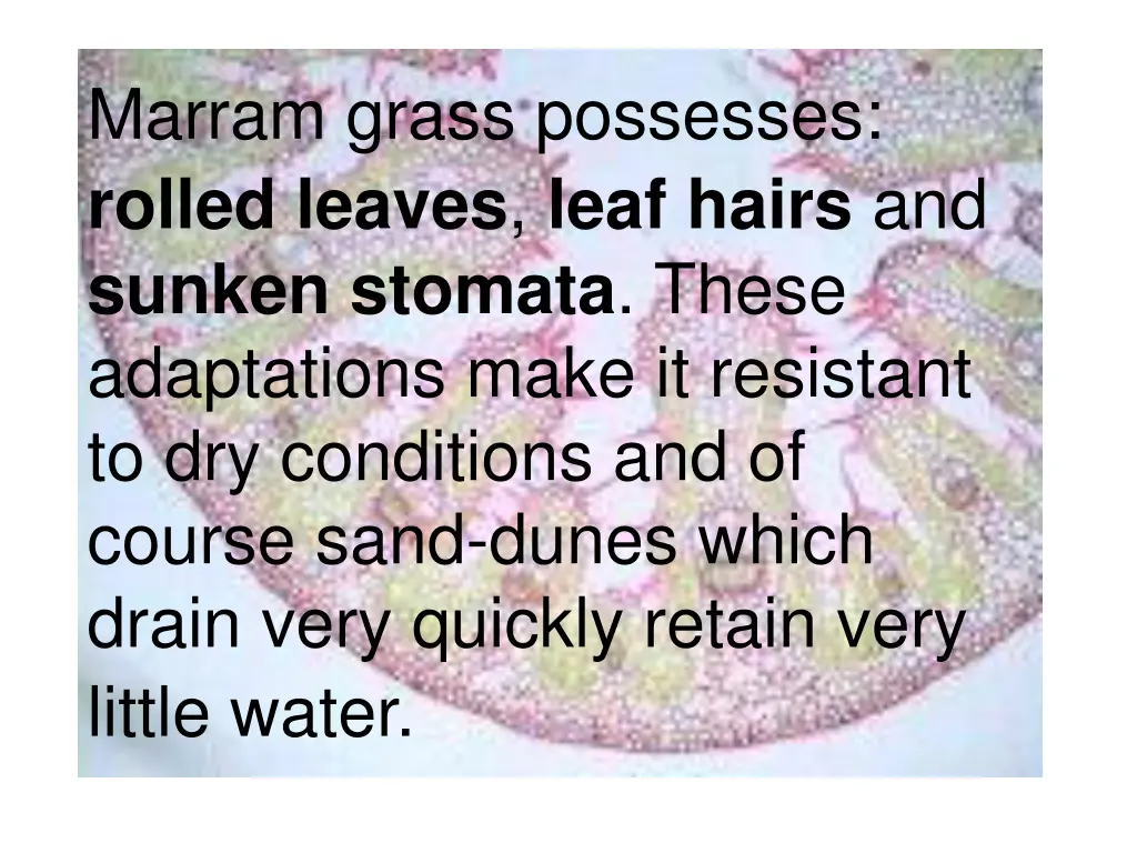 marram grass possesses rolled leaves leaf hairs