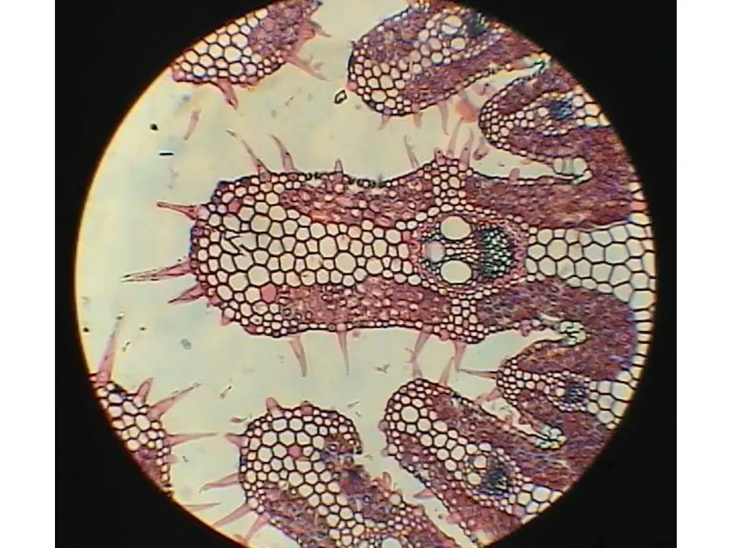 slide15
