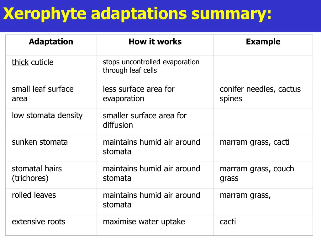 xerophyte adaptations summary