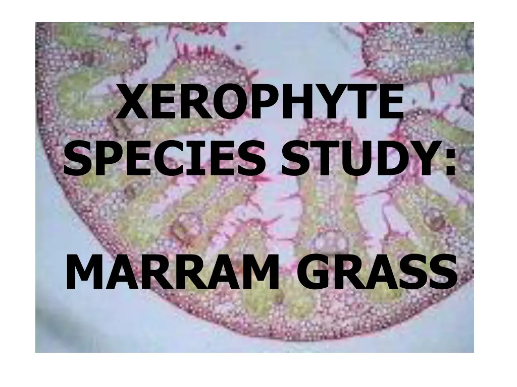 xerophyte species study
