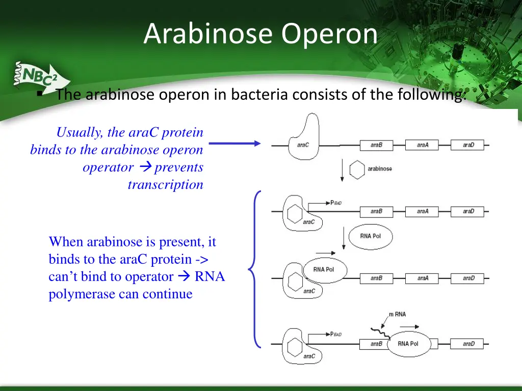 arabinose operon
