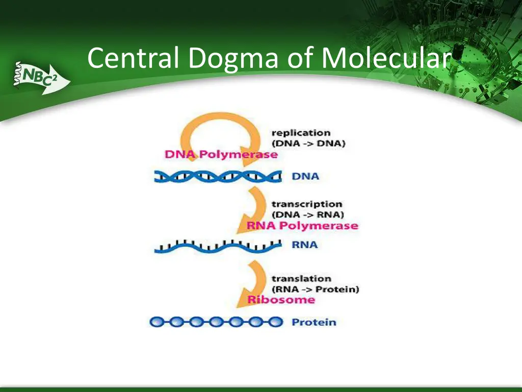 central dogma of molecular biology