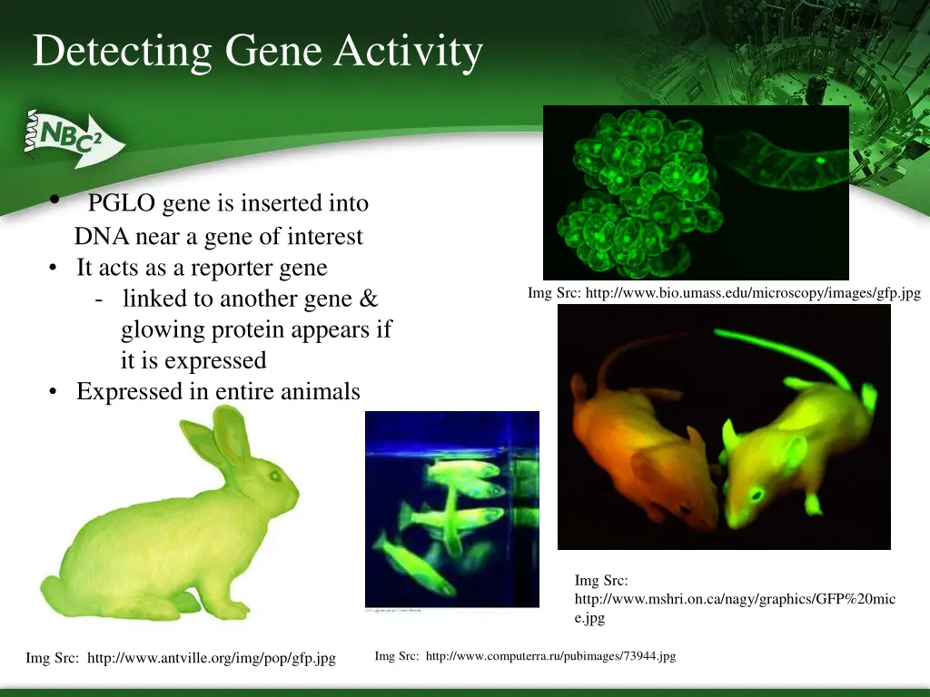 detecting gene activity