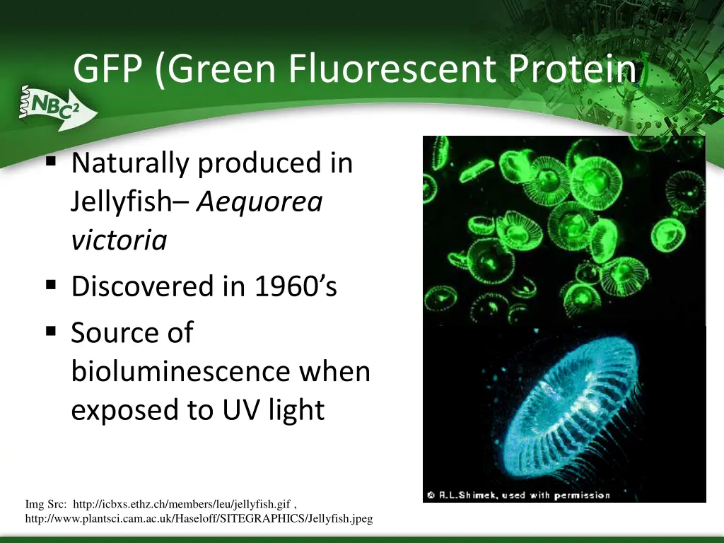 gfp green fluorescent protein