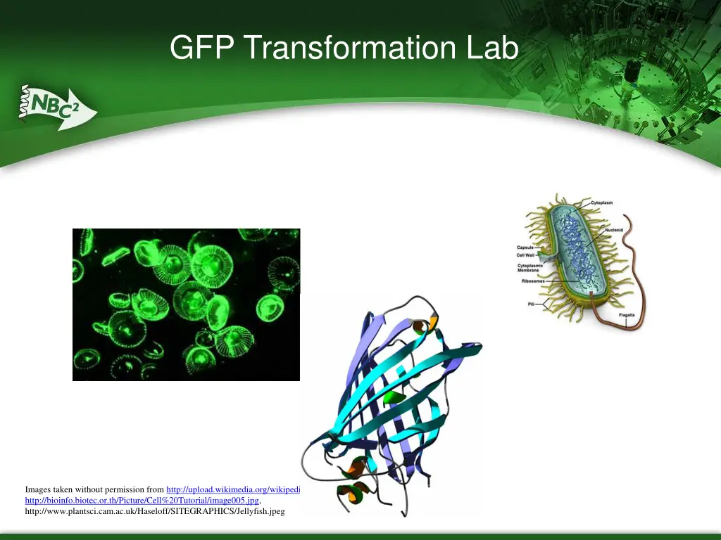 gfp transformation lab 1