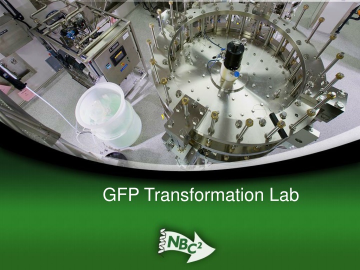 gfp transformation lab