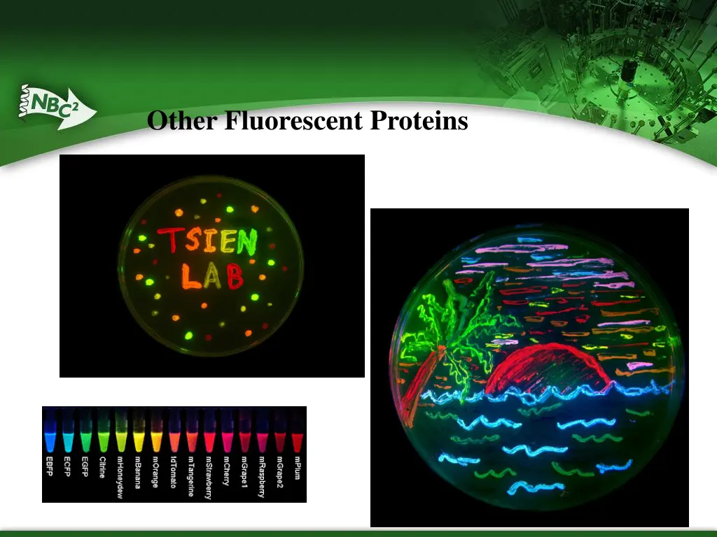 other fluorescent proteins