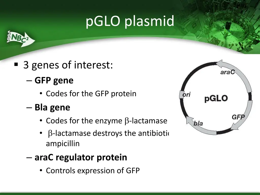 pglo plasmid