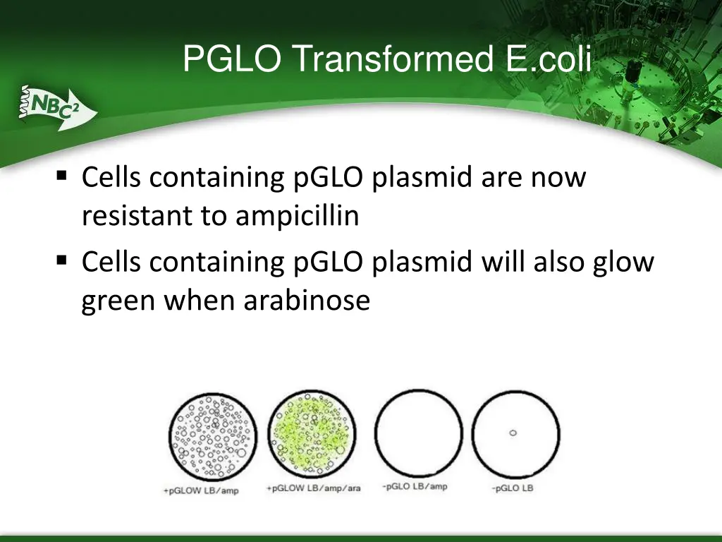 pglo transformed e coli