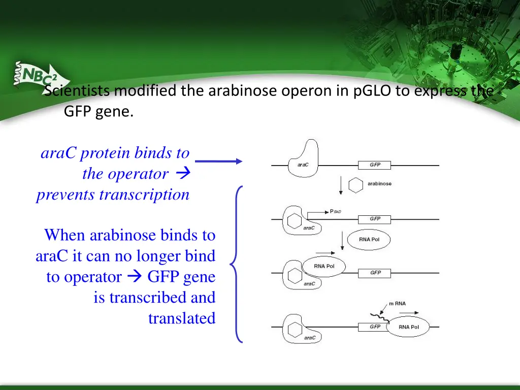 scientists modified the arabinose operon in pglo